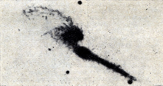 Рис. 187. Пара галактик 'Мышки' NGC 4676 с перемычкой и хвостом загадочно большой длины и яркости у одной из них. (Негативное изображение.)